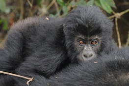WCS Releases 10 Facts About Gorillas For World Gorilla Day (Monday, September 24th)